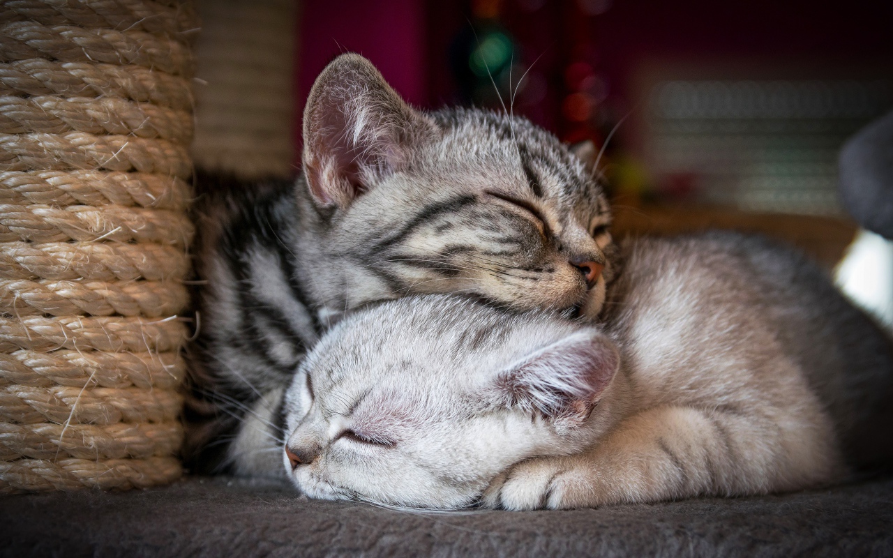 Два спящих породистых кота