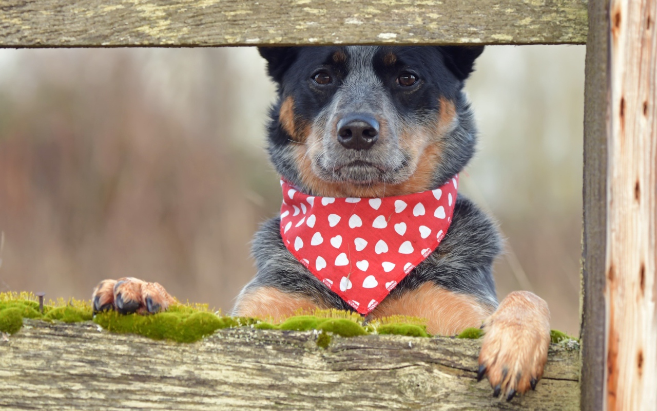 Собака с платком на шее стоит у забора