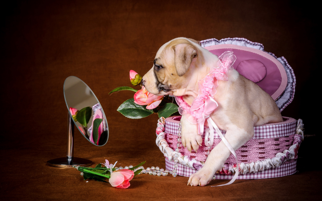 Щенок Амстаффа сидит в корзине у зеркала