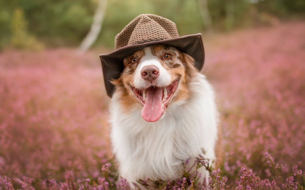 Австралийская овчарка в шляпе с высунутым языком на поле с цветами