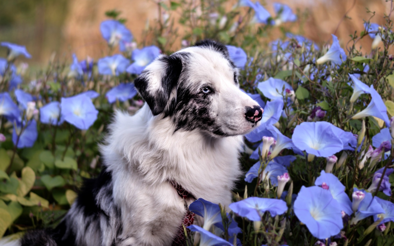 Австралийская Овчарка сидит в цветах ипомеи