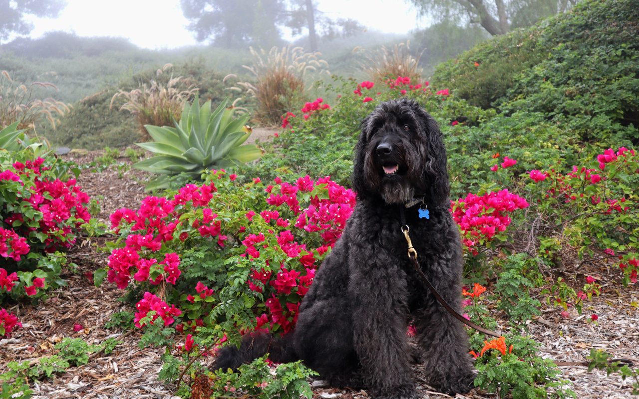 Большая Испанская водяная собака сидит у красных цветов