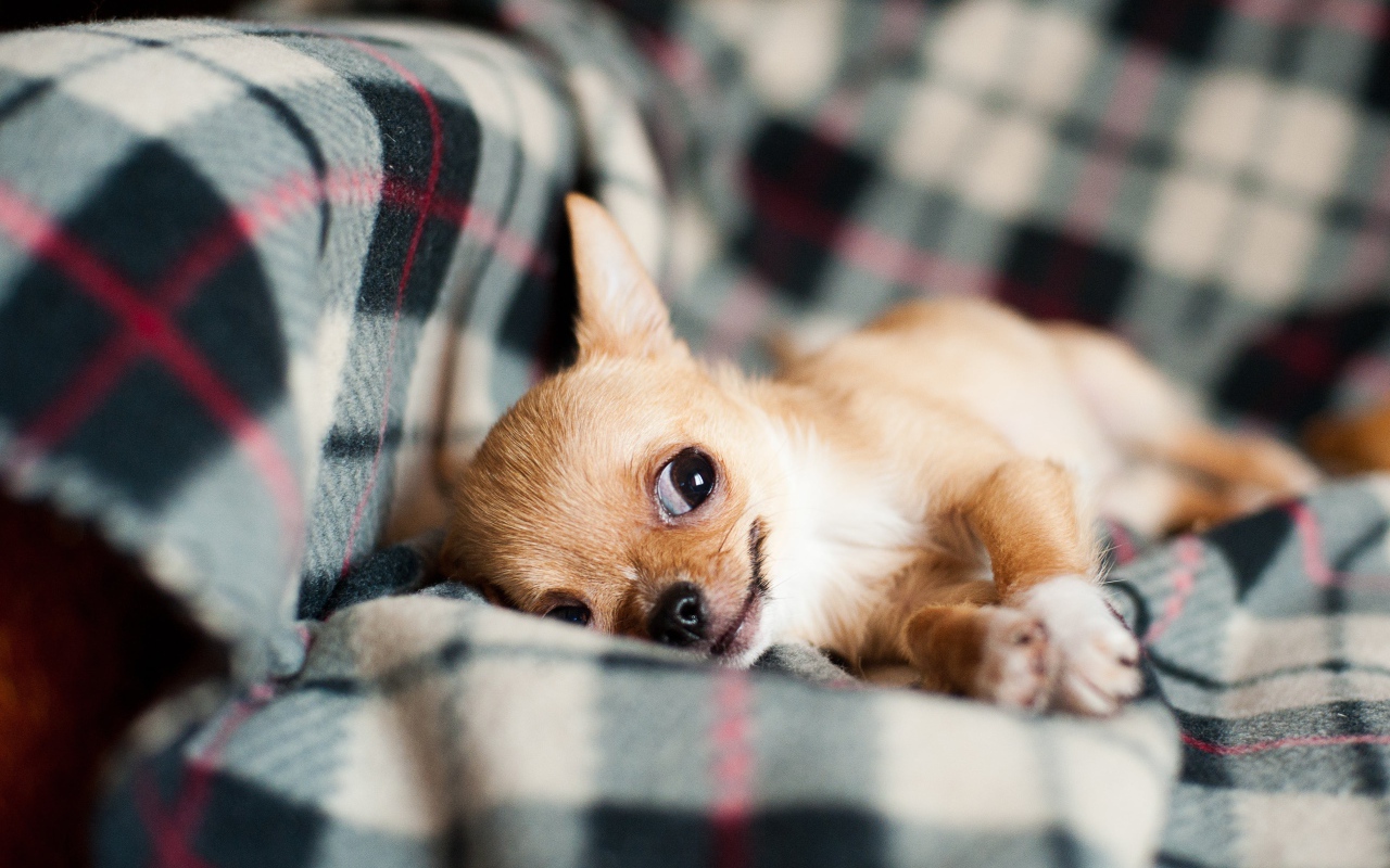 Chihuahua dog is lying on the sofa