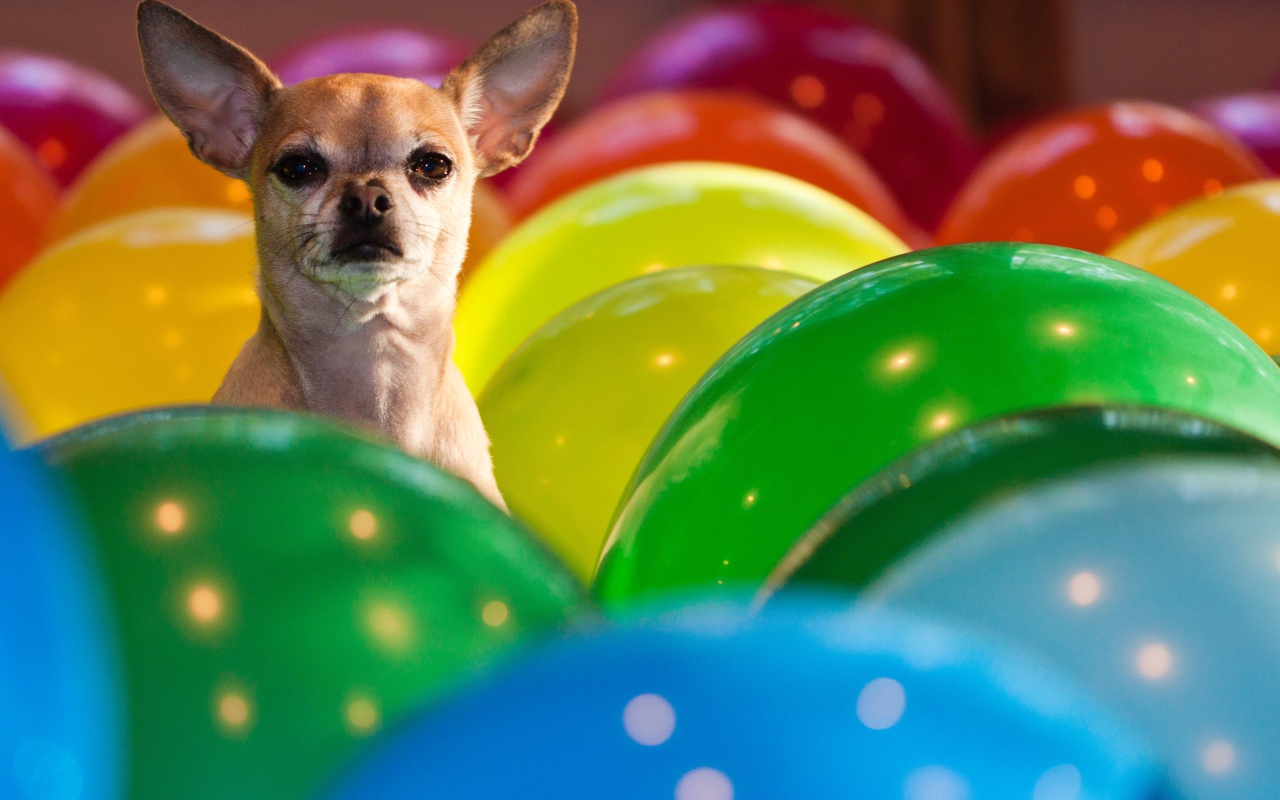 Chihuahua sits in balloons