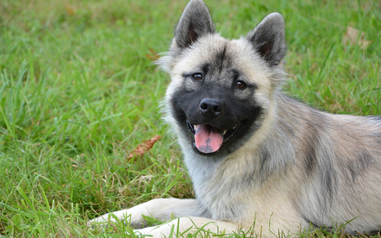 Пес породы Евразиер с высунутым языком на траве