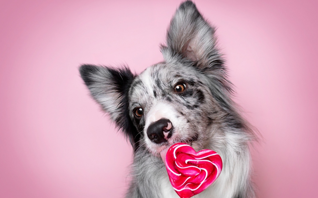 Собака породы бордер-колли с леденцом в форме сердца на розовом фоне