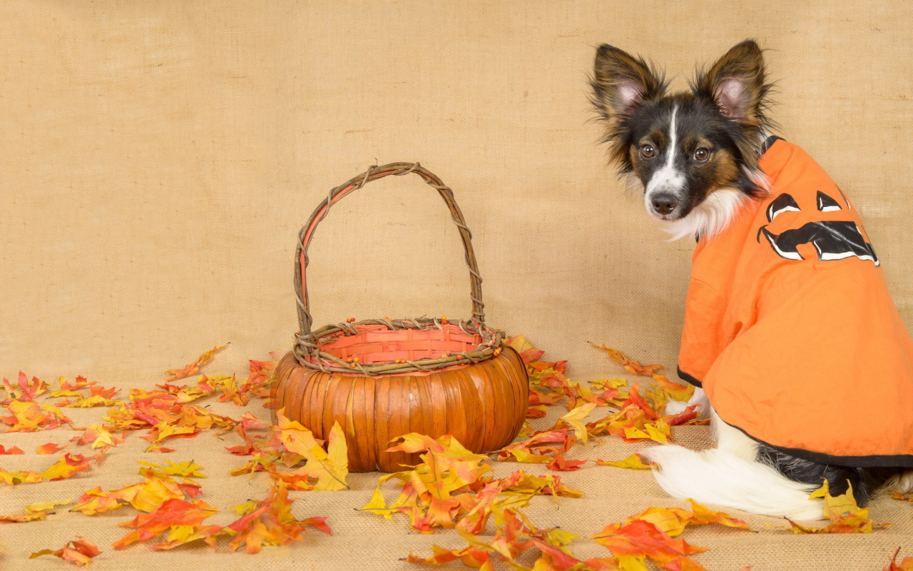 Собака с корзиной и опавшими листьями 