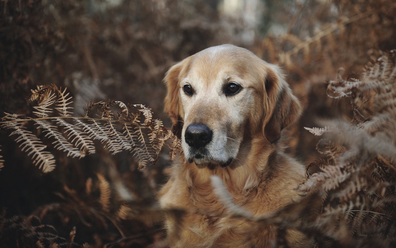 Золотистый ретривер сидит в траве 