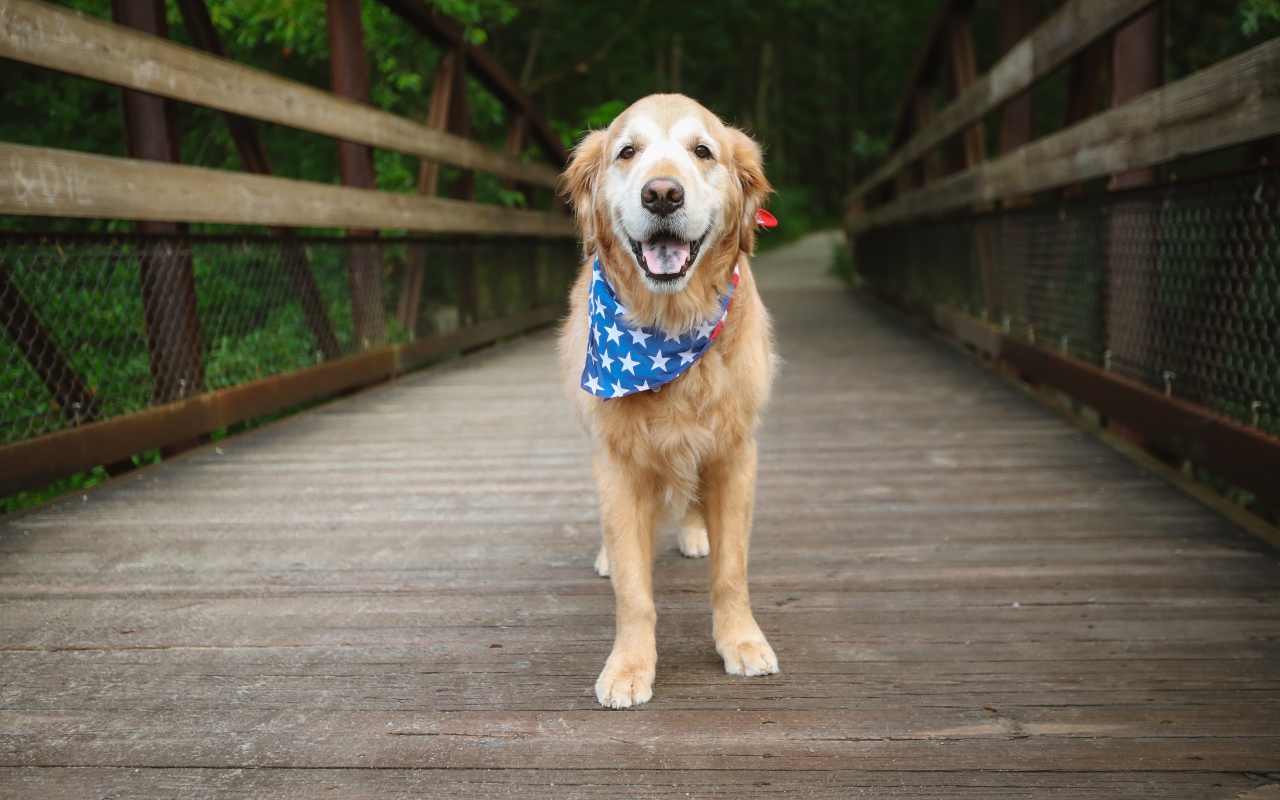 Золотистый ретривер с платком на шее стоит на мосту