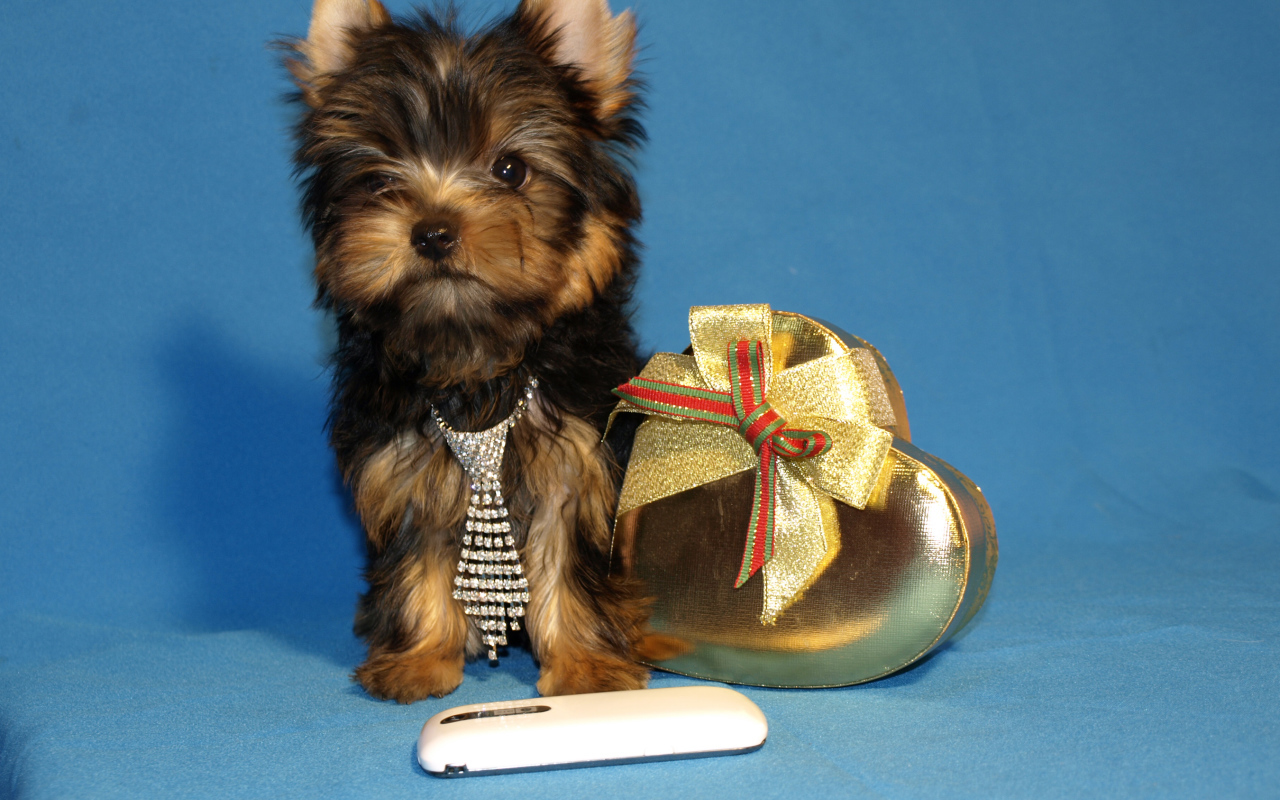 Маленький йоркширский терьер с коробкой на голубом фоне