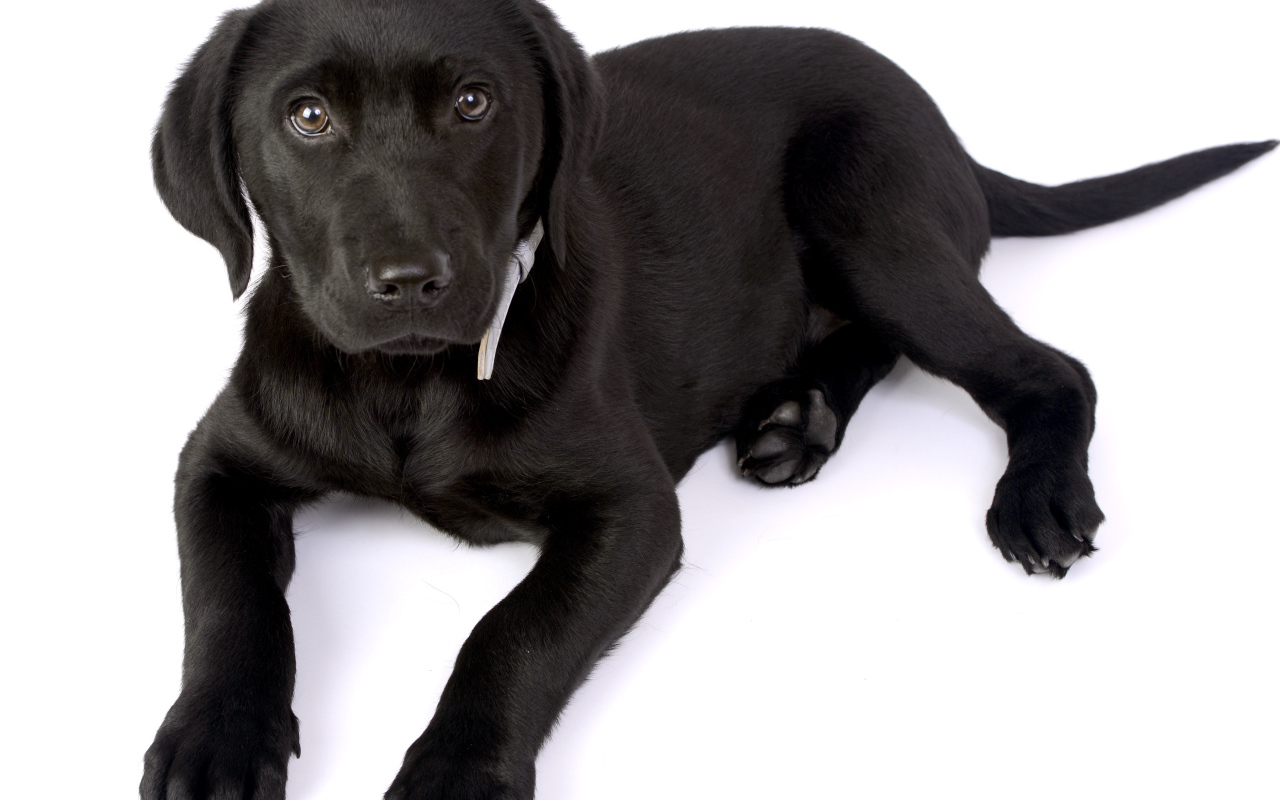 Маленький черный щенок лабрадора на белом фоне
