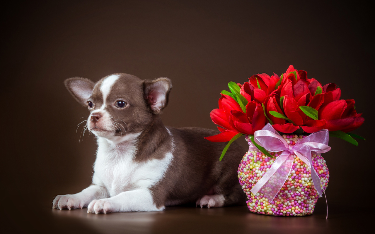Маленький чихуахуа с букетом на коричневом фоне