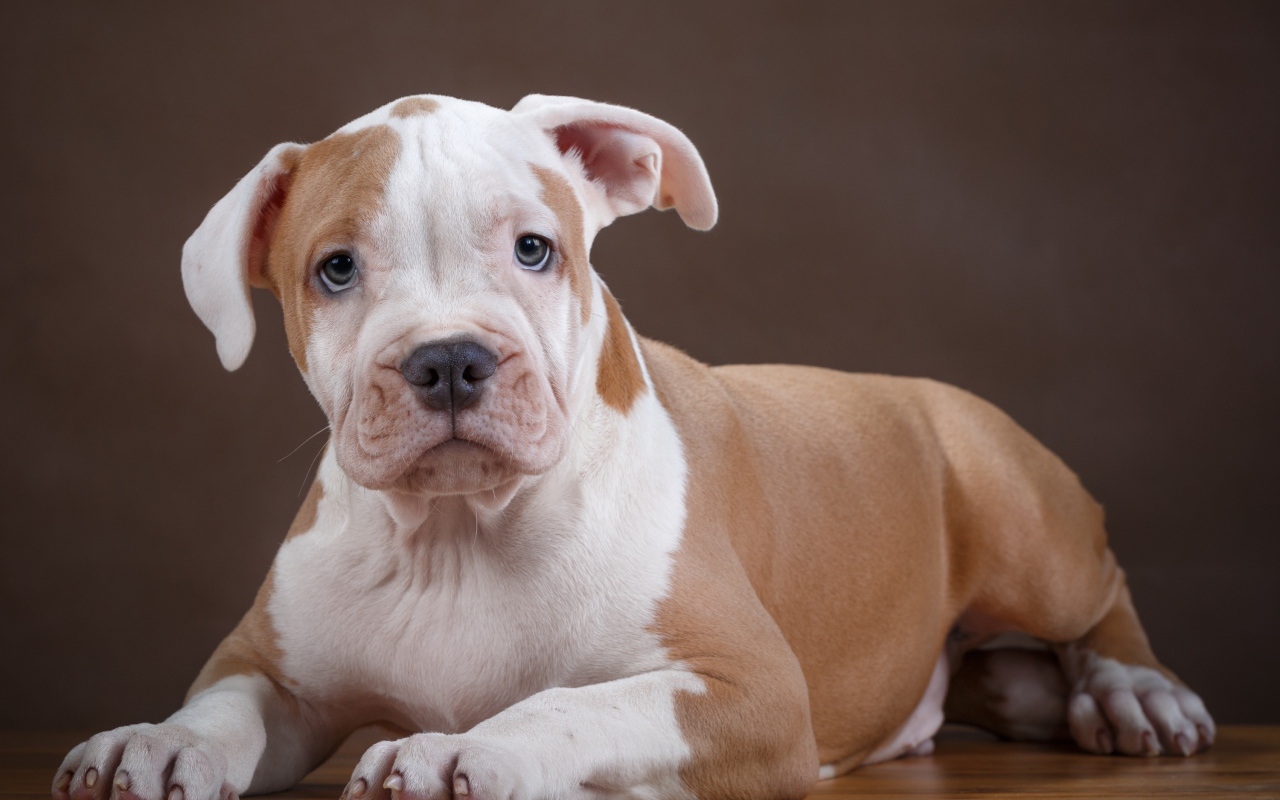 Щенок стаффа на деревянном полу