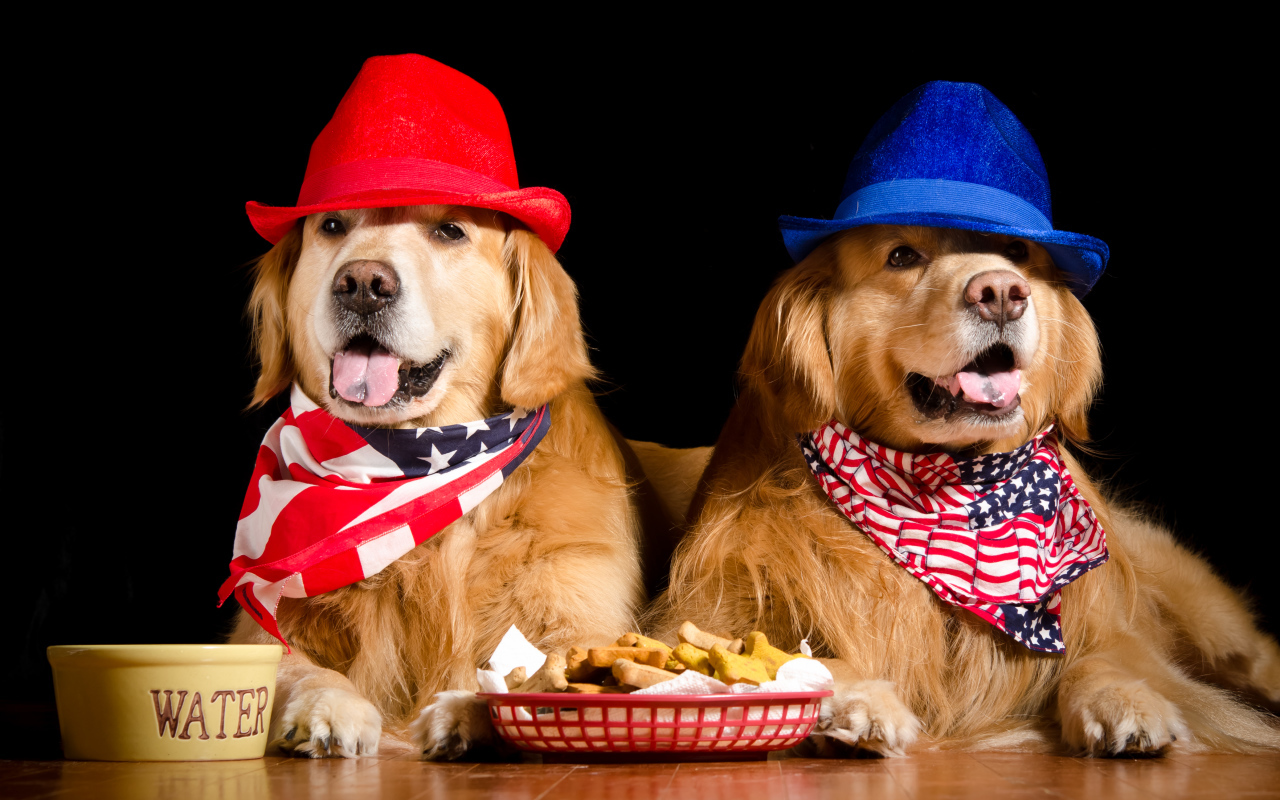 Two golden retriever in hats on a black background