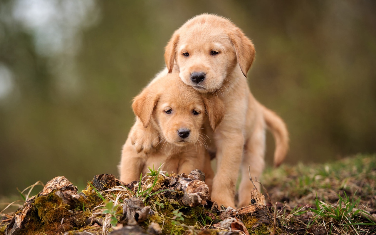 Two little golden retriever puppies are sitting on the ground
