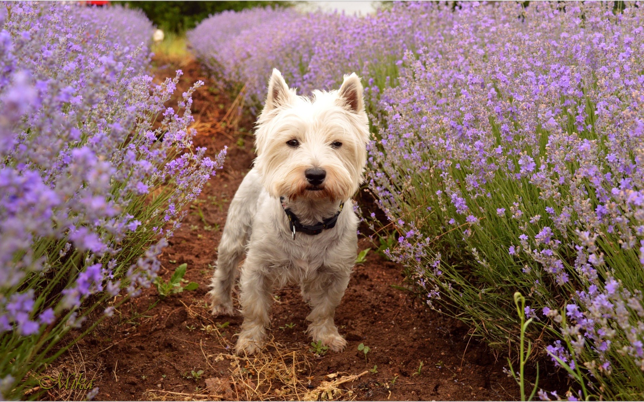 Вест хайленд уайт терьер стоит на дорожке у цветов лаванды