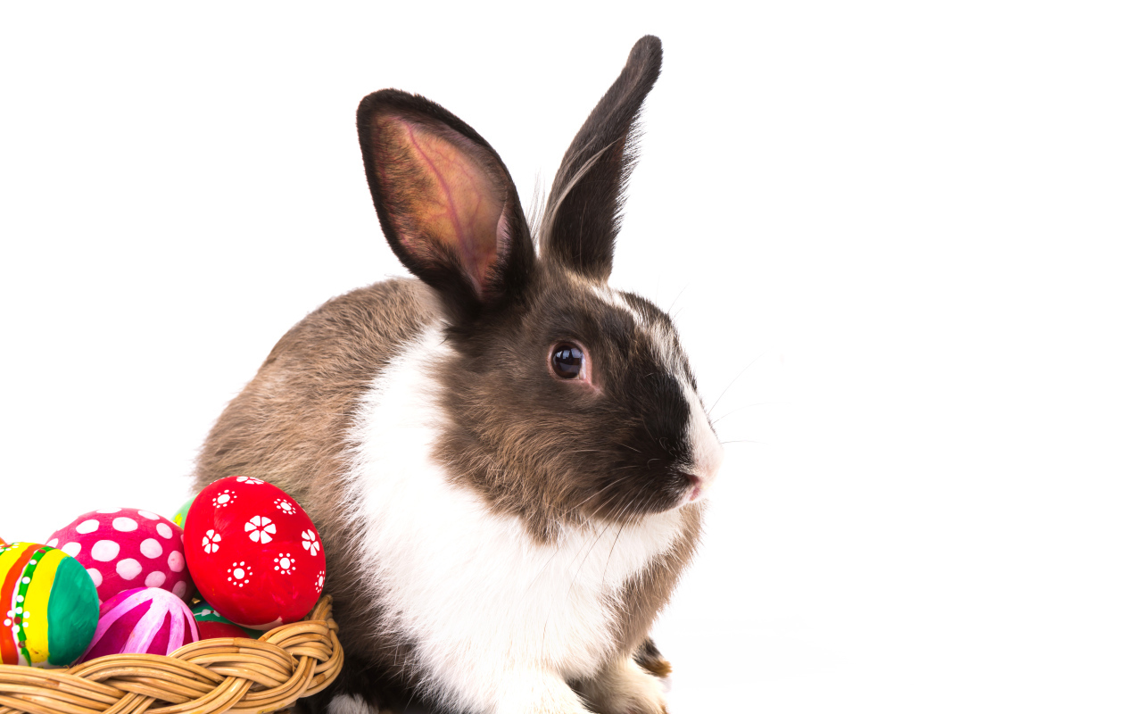 Big rabbit with painted eggs on a white background