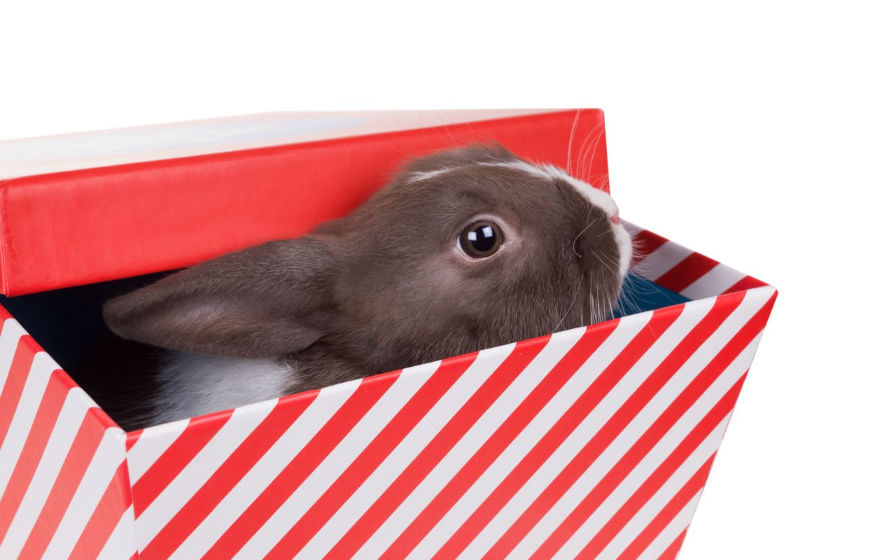 Декоративный кролик сидит в коробке на белом фоне