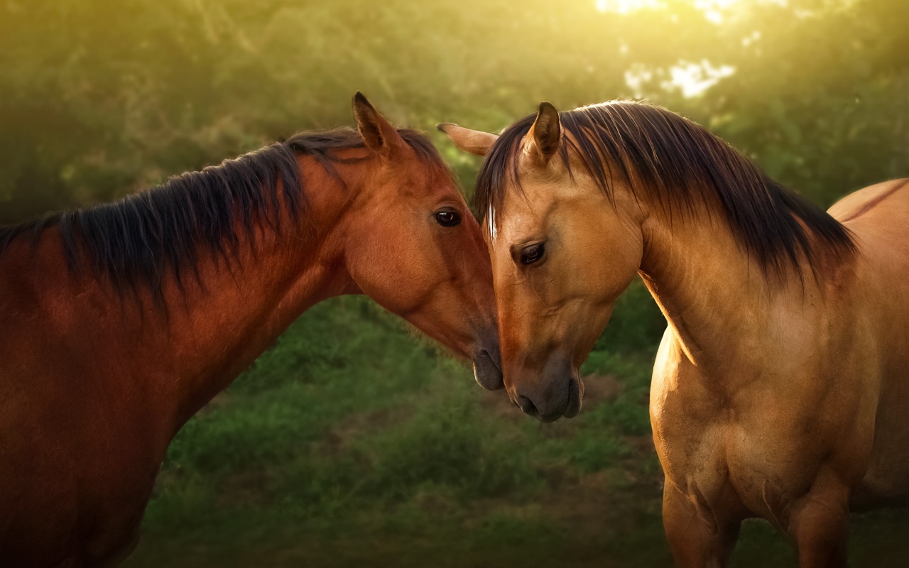 Пара красивых коричневых лошадей