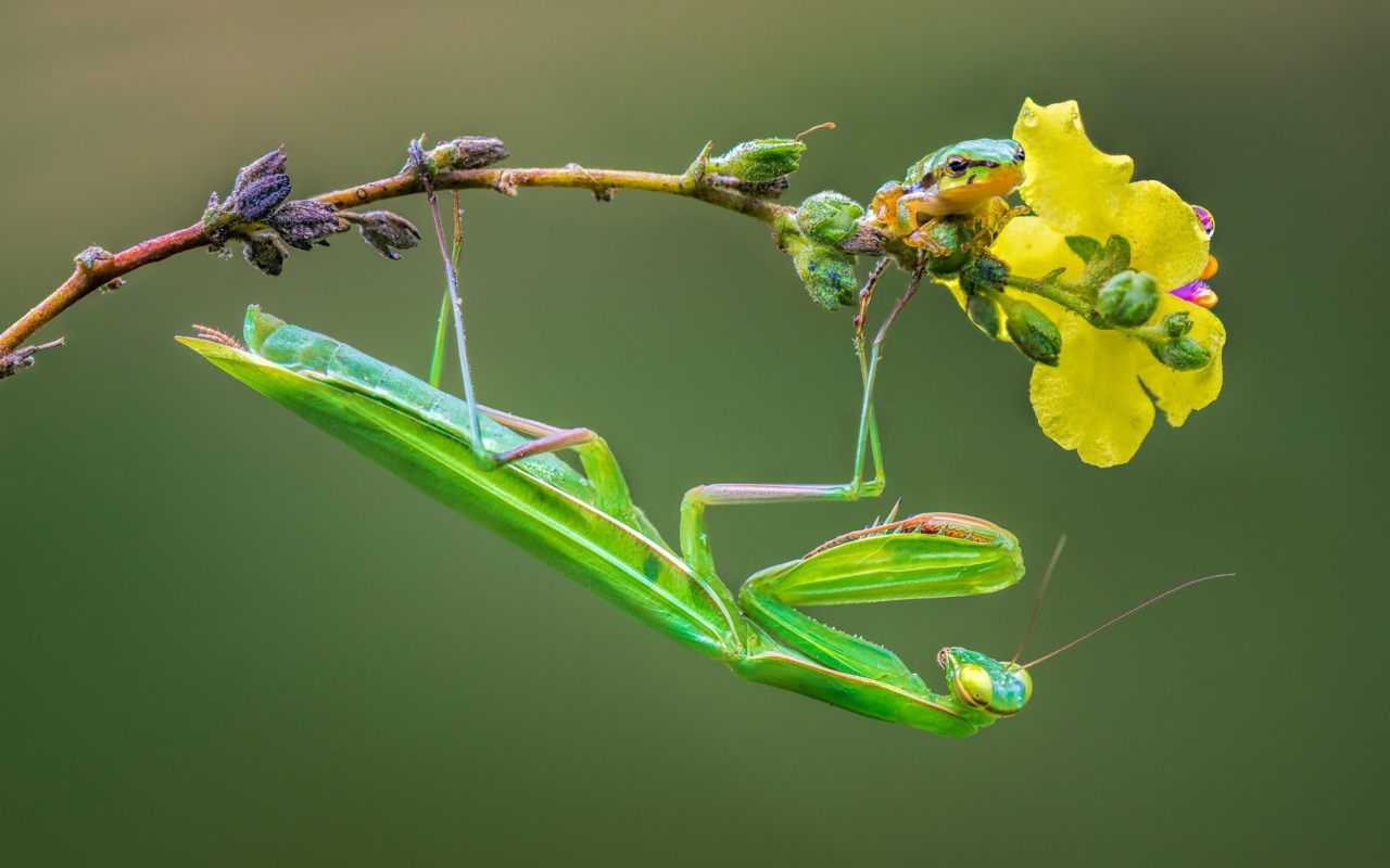 Зеленый богомол сидит на желтом цветке