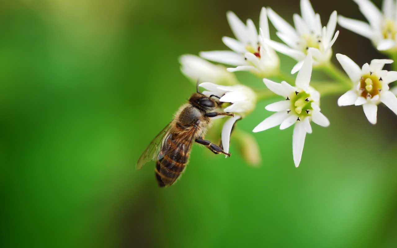 Пчела собирает нектар с белых цветов 