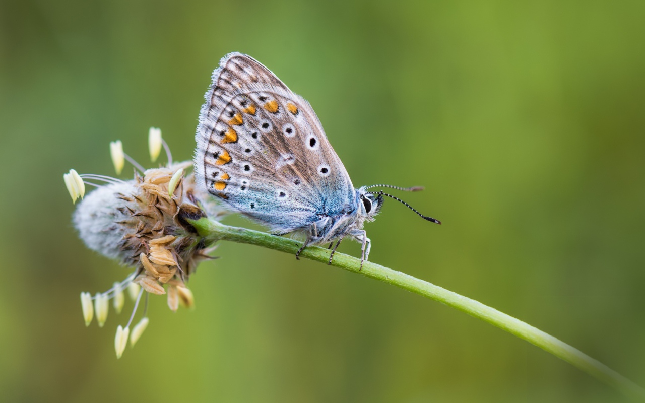 Голубая бабочка сидит на цветке 