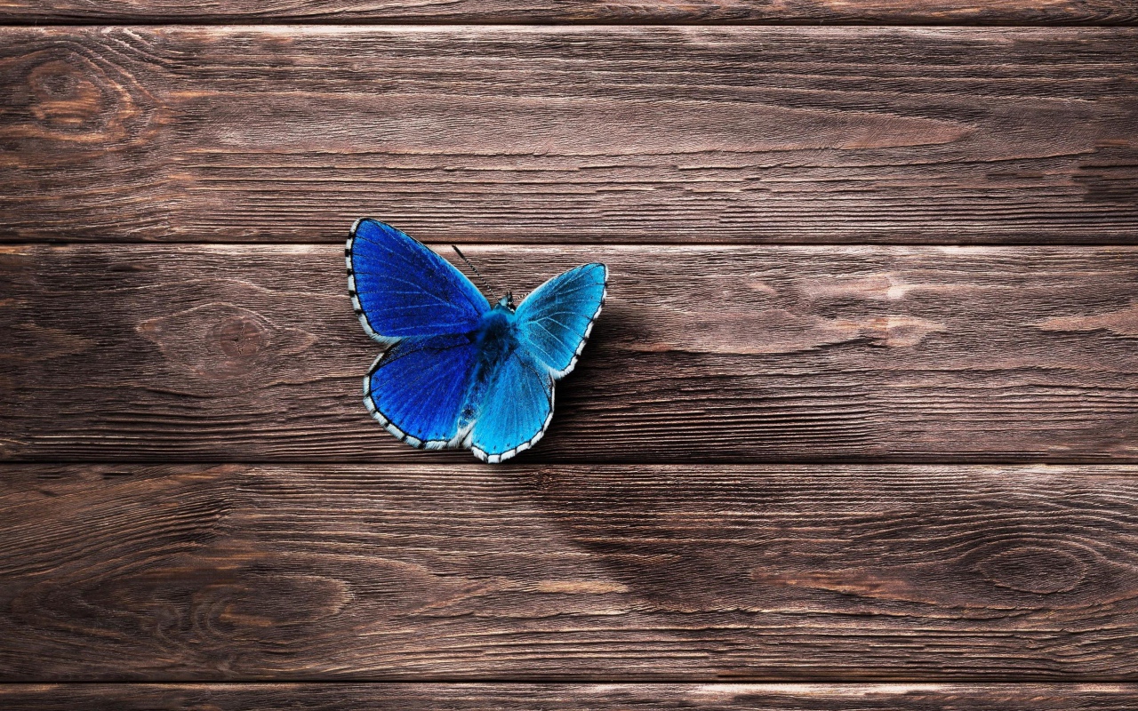 Голубая бабочка сидит на деревянной поверхности 