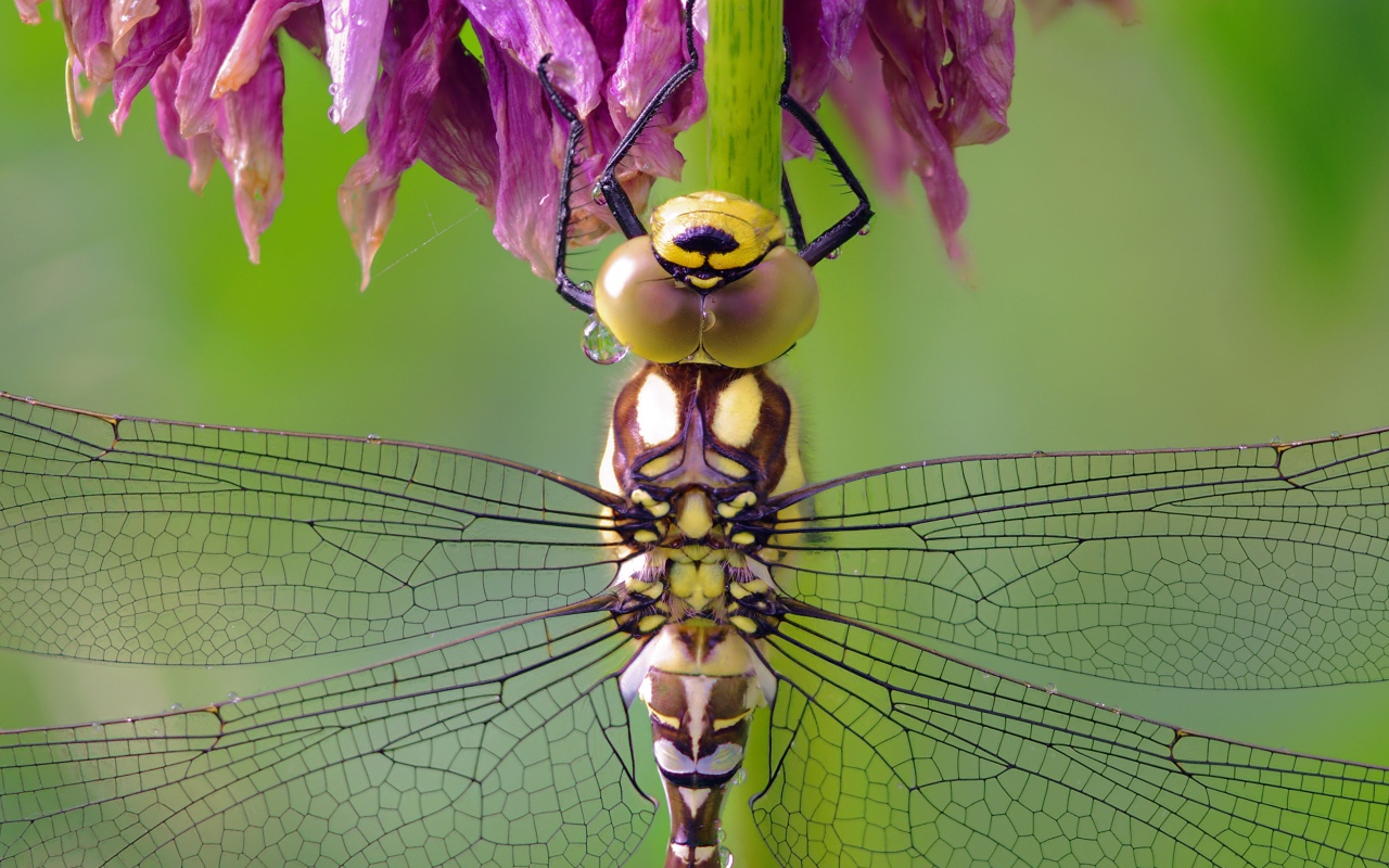 Стрекоза сидит на цветке крупным планом
