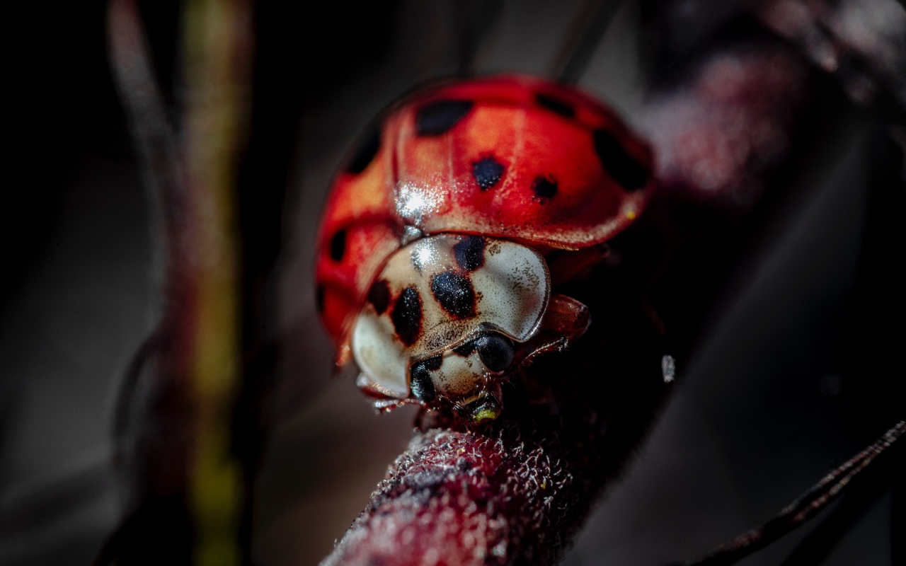 Божья коровка на ветке крупным планом