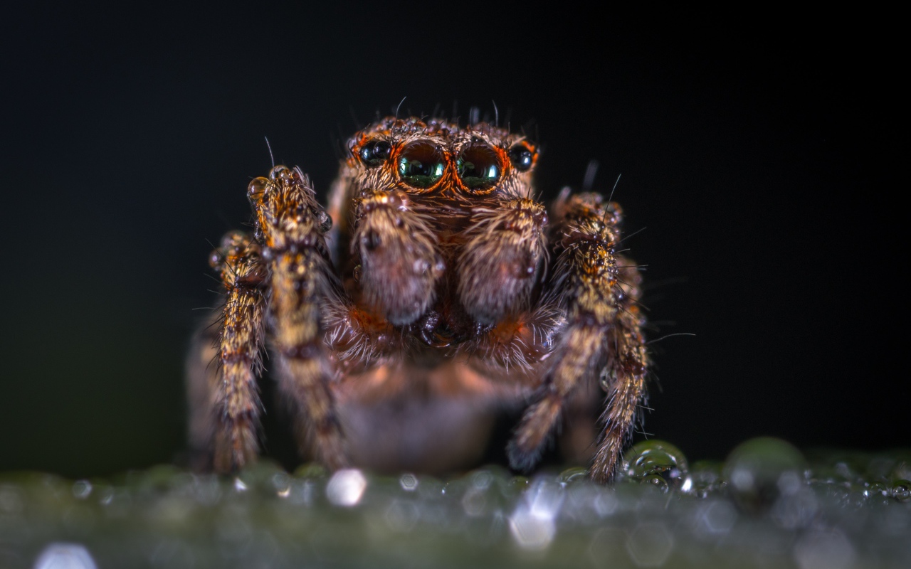 Лохматый паук крупным планом
