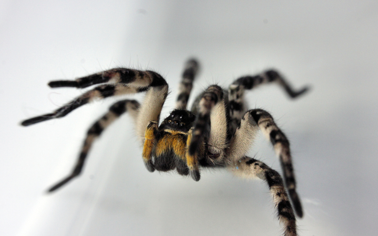 Паук на сером фоне крупным планом