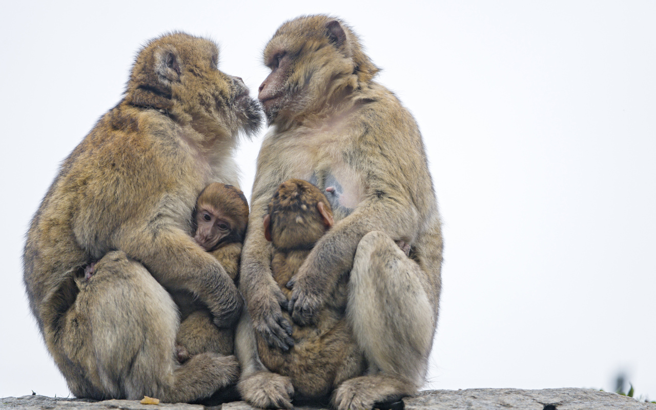 Две обезьяны с детенышами 