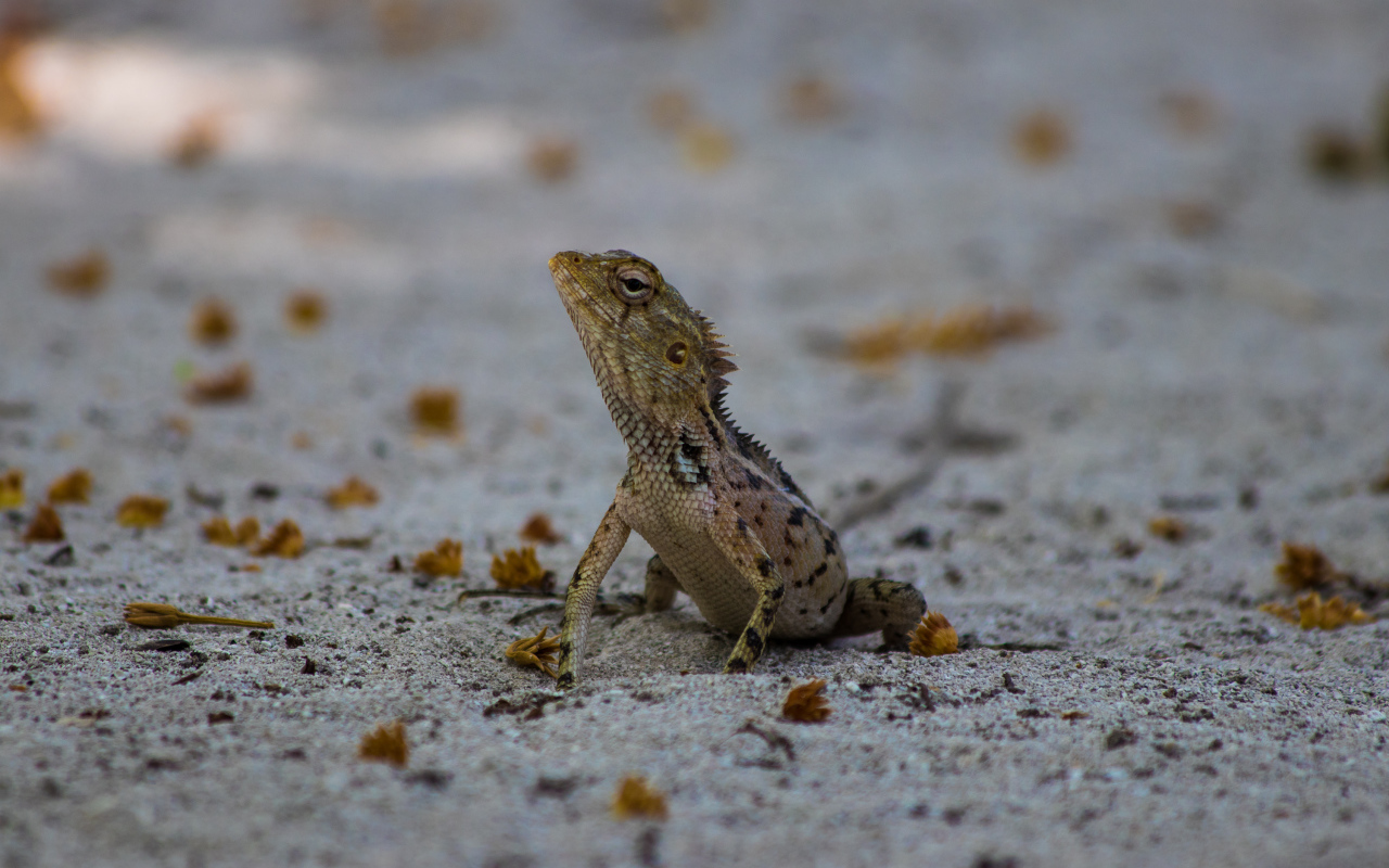 Маленькая ящерица на песке
