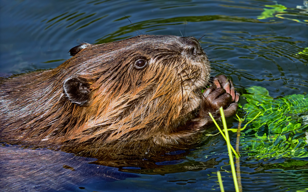 Большой бобр в воде грызет листву