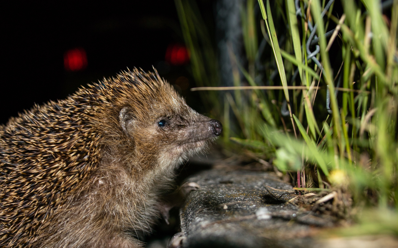 Большой колючий еж у зеленой траве