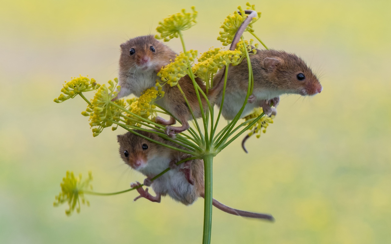 Three little mouse on a dill umbrella