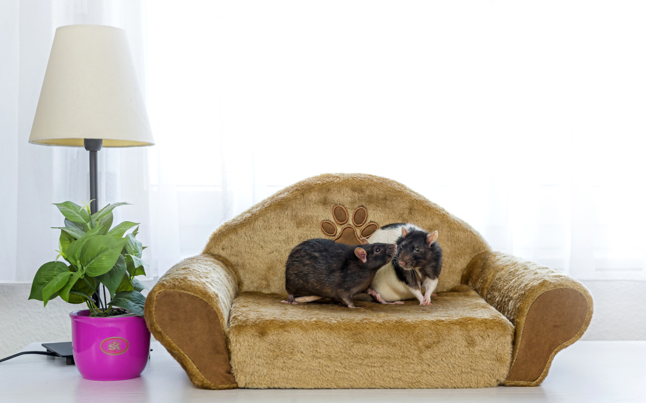 Две крысы на игрушечном диване