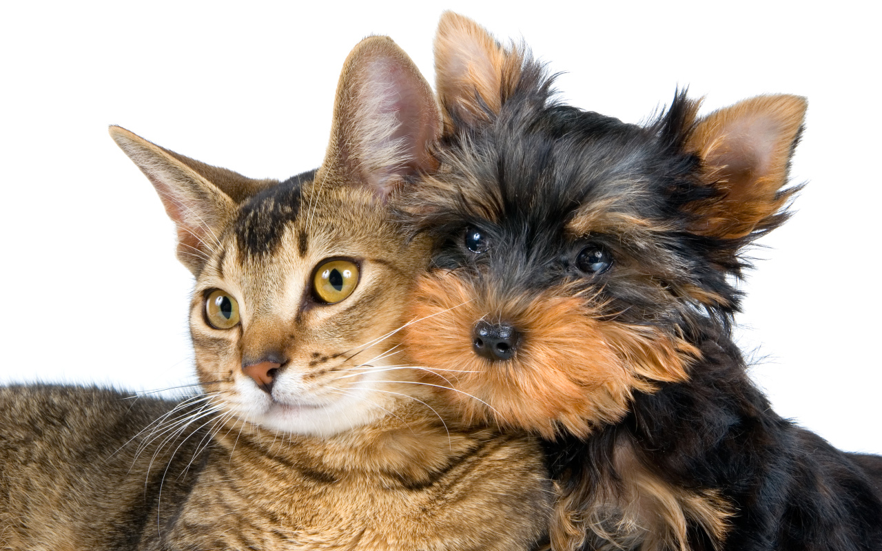 Большой серый кот и йоркширский терьер на белом фоне