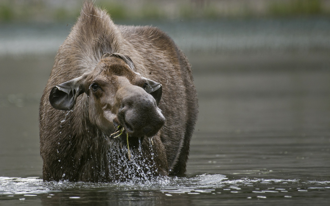Большой лось стоит в воде 