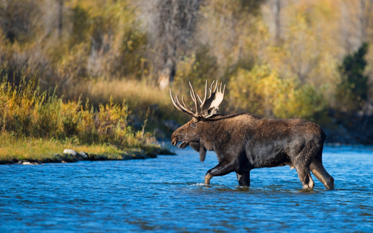 Лось с большими рогами переходит реку