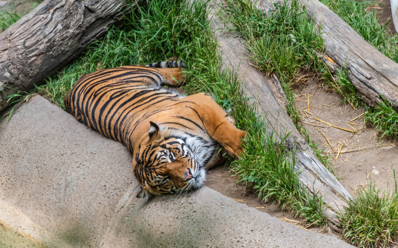 Большой полосатый тигр лежит на зеленой траве в зоопарке