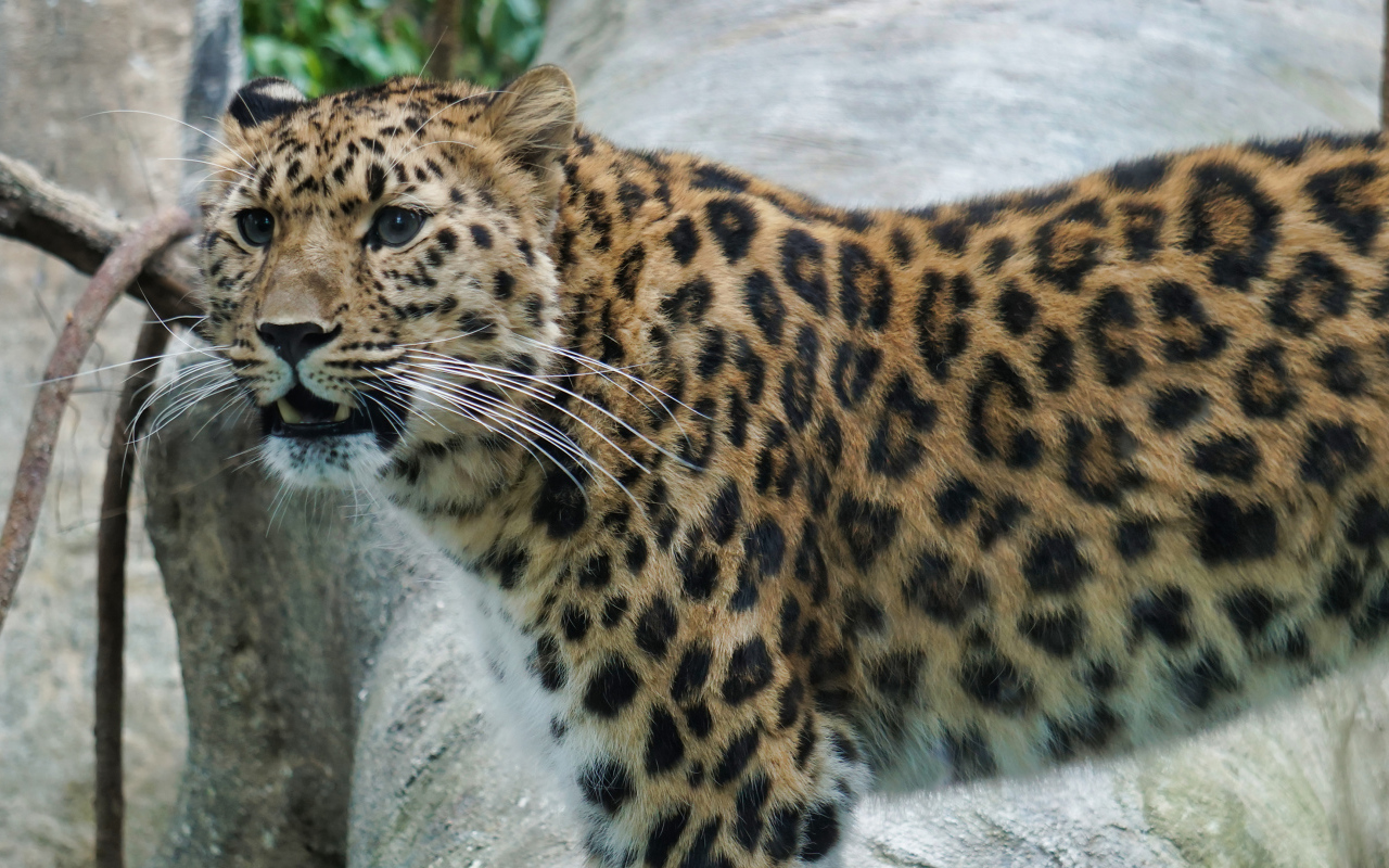 Красивый пятнистый голубоглазый леопард