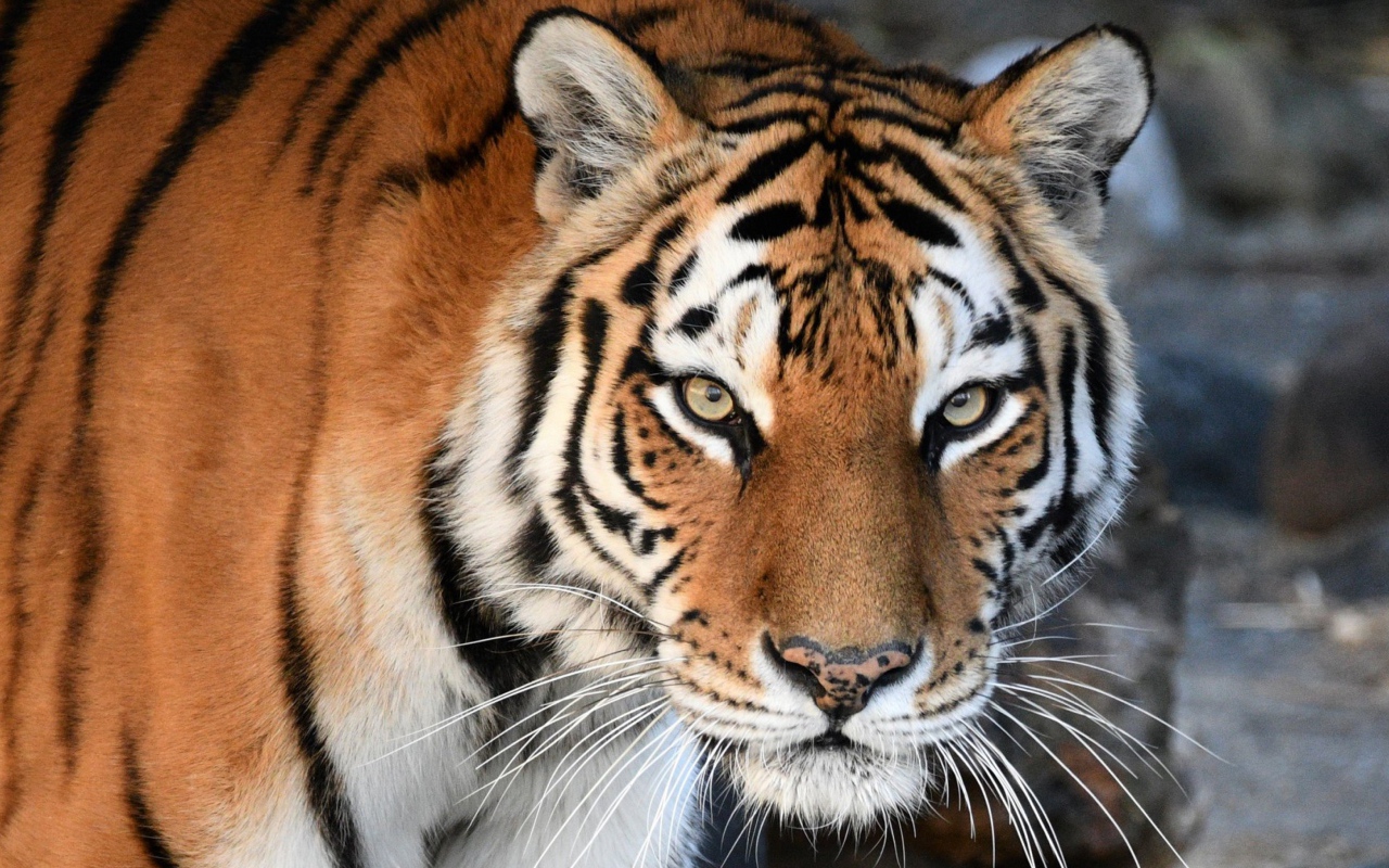 Большой красивый полосатый амурский тигр