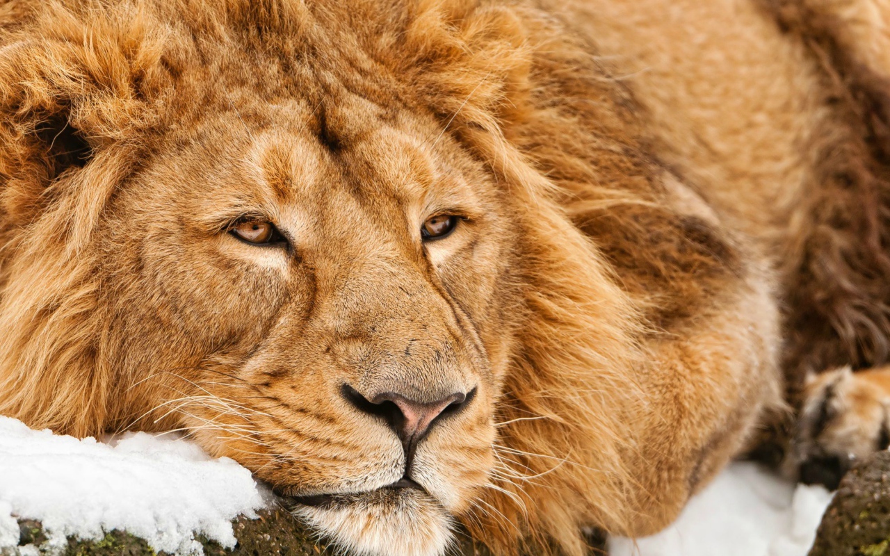 Большой лев лежит на снегу зимой