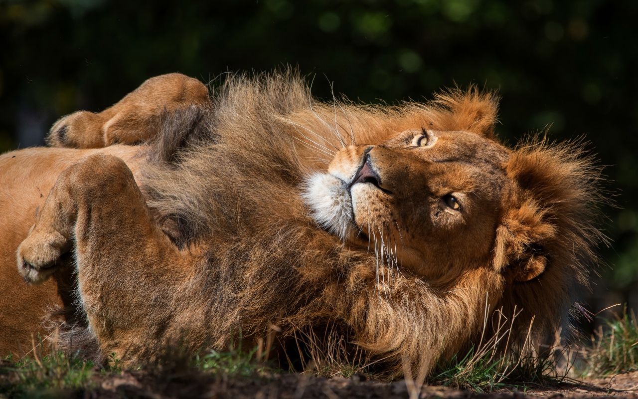 Большой лев лежит на земле 