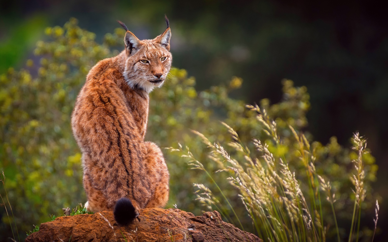 Большая рысь сидит на камне 
