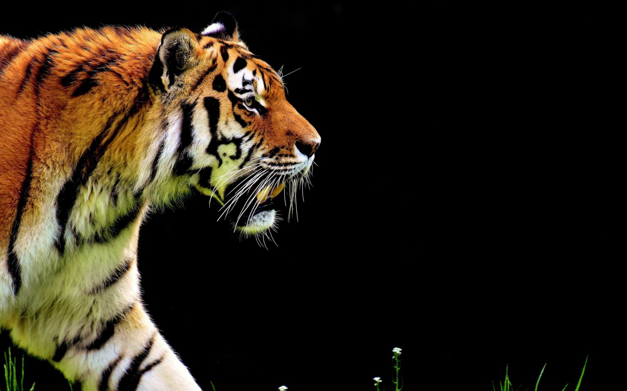 Большой суровый тигр крадется на черном фоне