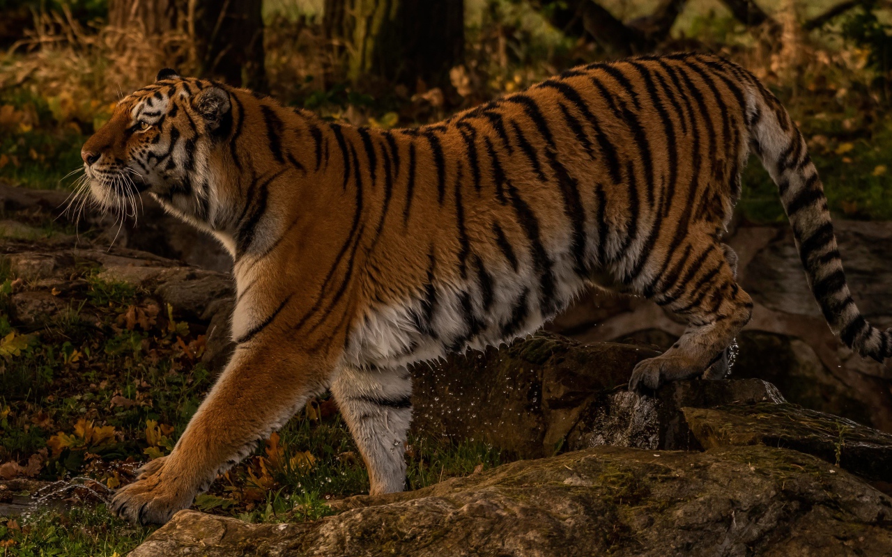 Большой мокрый тигр идет по камням