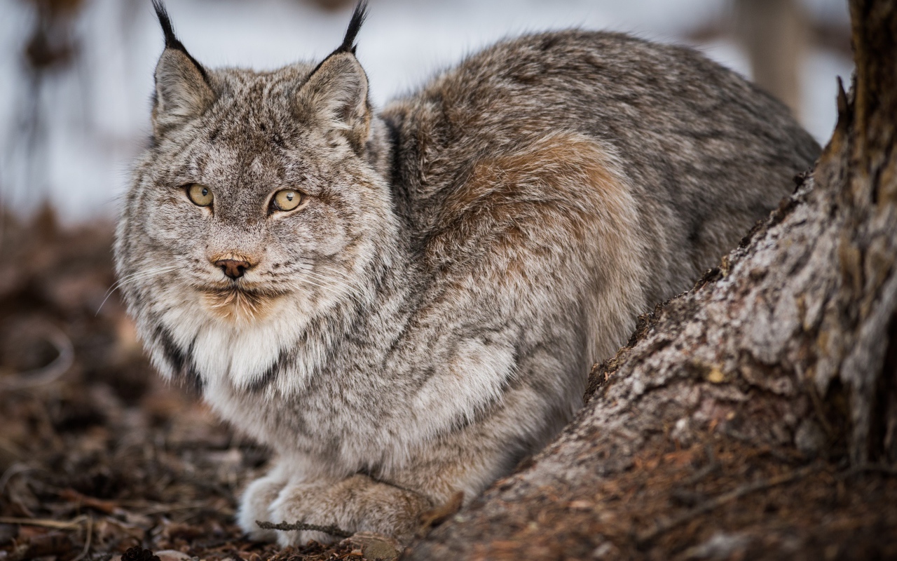 Большая дикая серая рысь у дерева