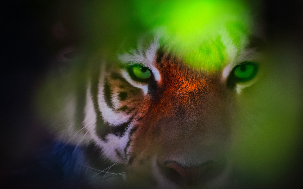 Морда зеленоглазого тигра крупным планом